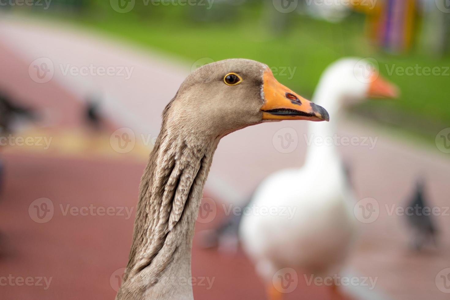 cisne, naturaleza, animal foto