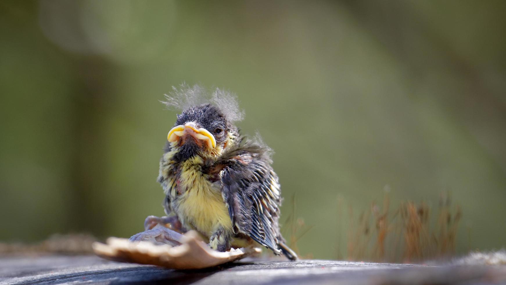 polluelo de tit azul foto