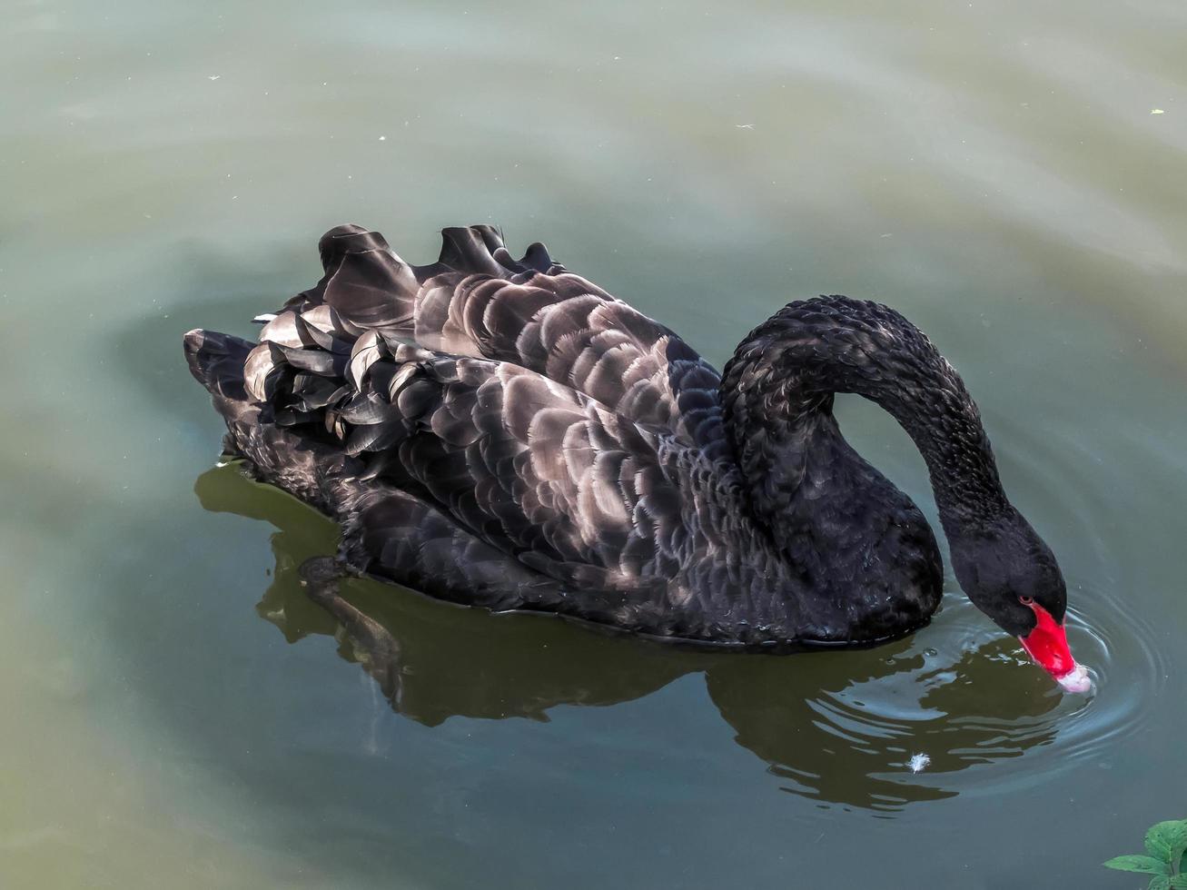 cisne negro adulto foto