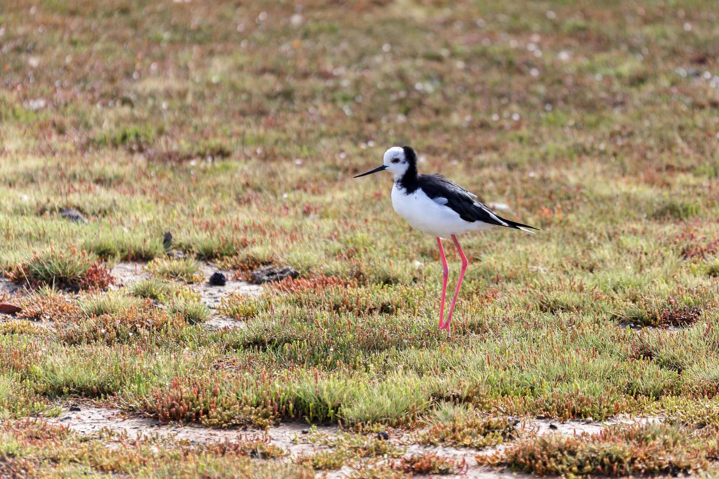 Black-Winged Stilt in New Zealand photo