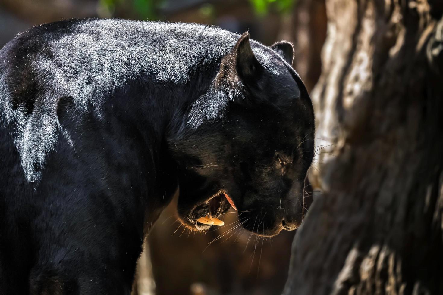 jaguar negro amenazante foto