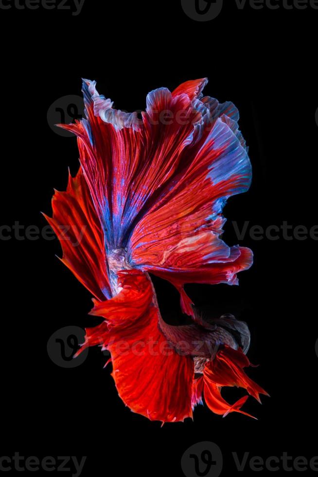 Red and blue betta fish, siamese fighting fish photo