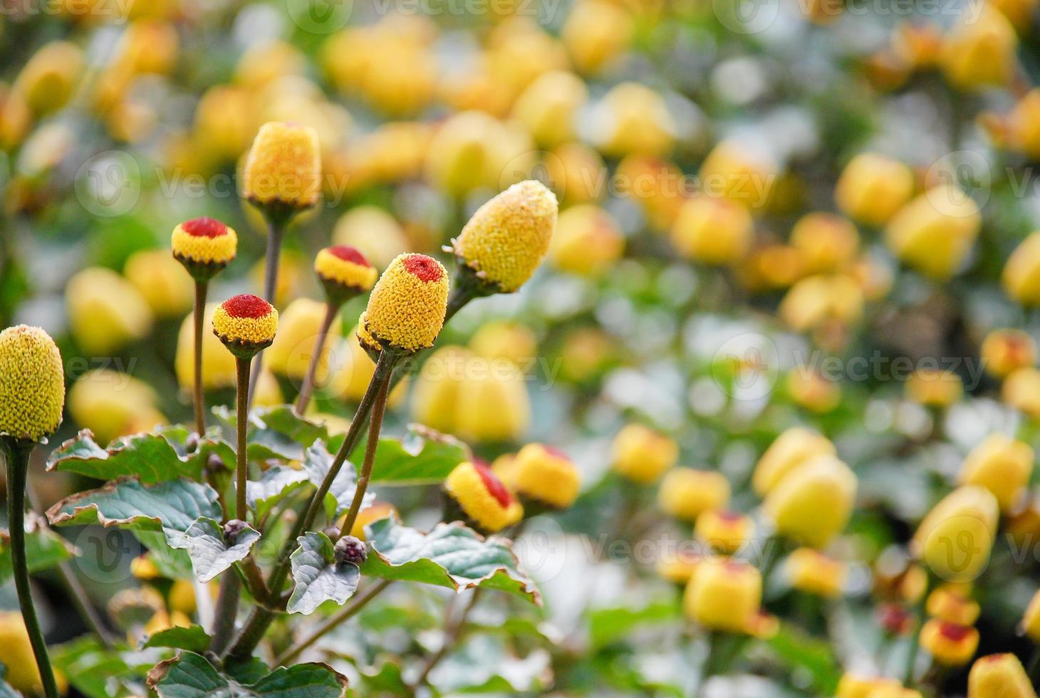 Spilanthes oleracea, planta de berro de para floración fresca foto