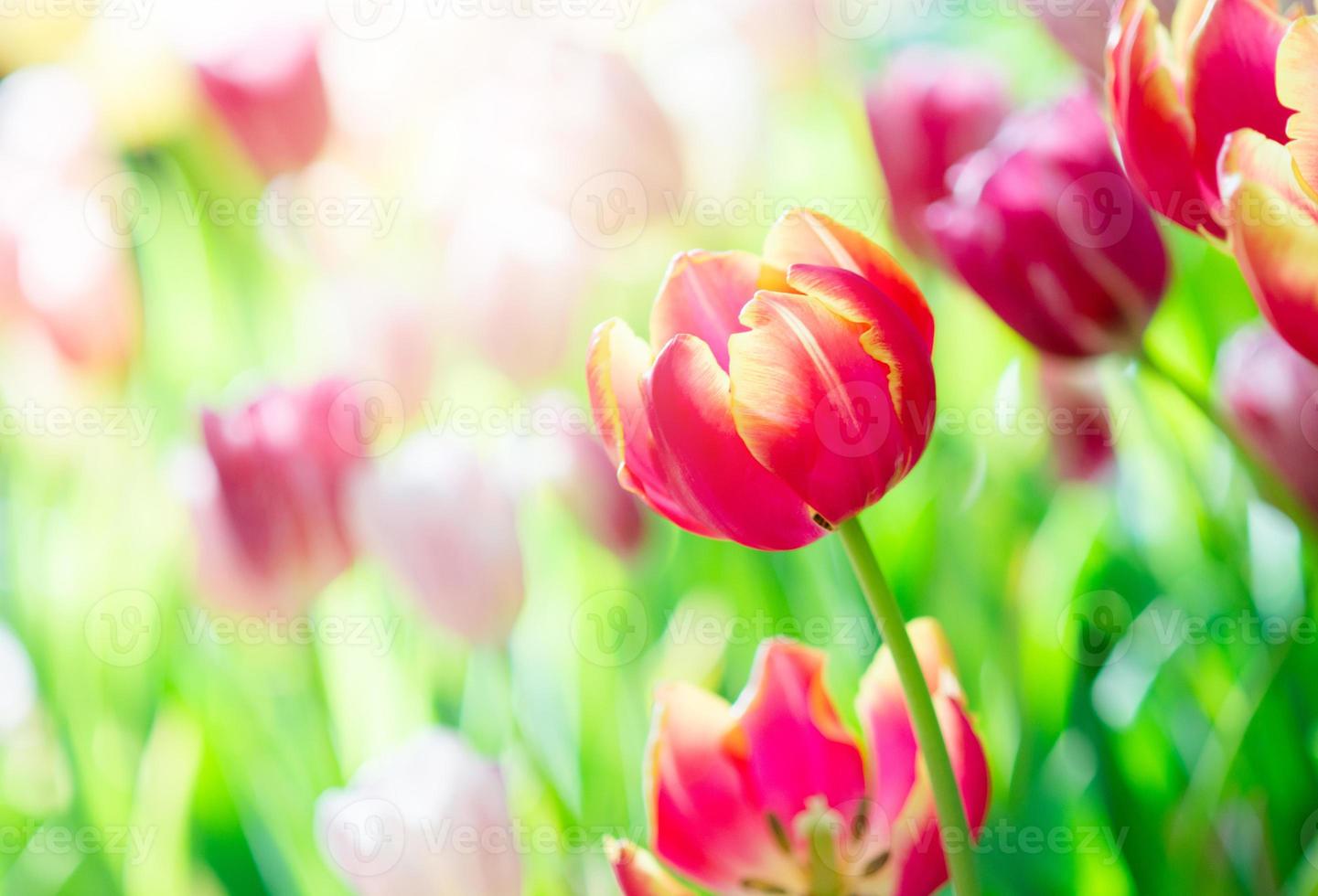 Tulip in spring with soft focus photo