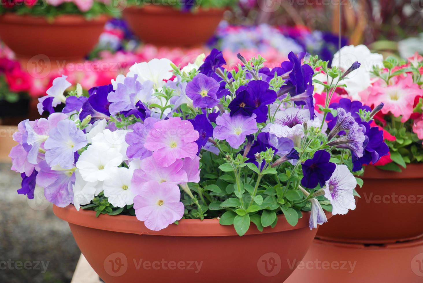 petunia, petunias en la bandeja, petunia en la olla, flores multicolores foto