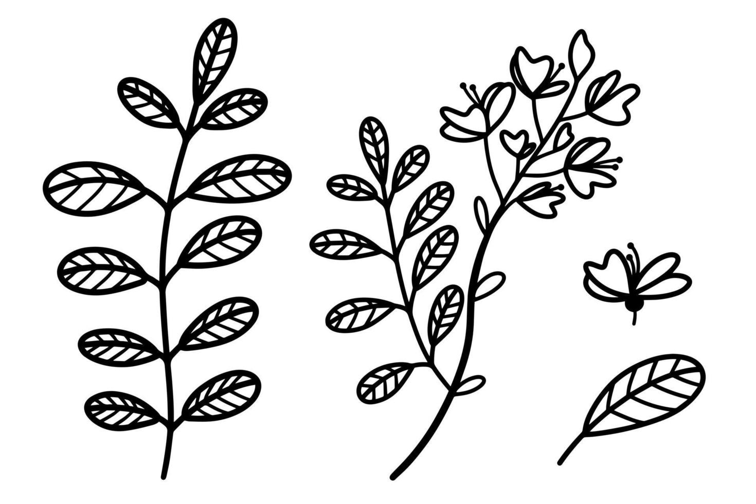 Set of vector illustrations of acacia. Branches, leaves, flowers of silvery acacia. Hand-drawn botanical sketch. Thin plant outline, black doodle. Isolated illustration of a tree