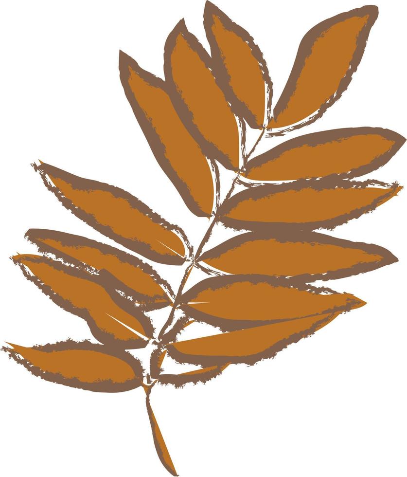 autumn leaf. Rowan vector