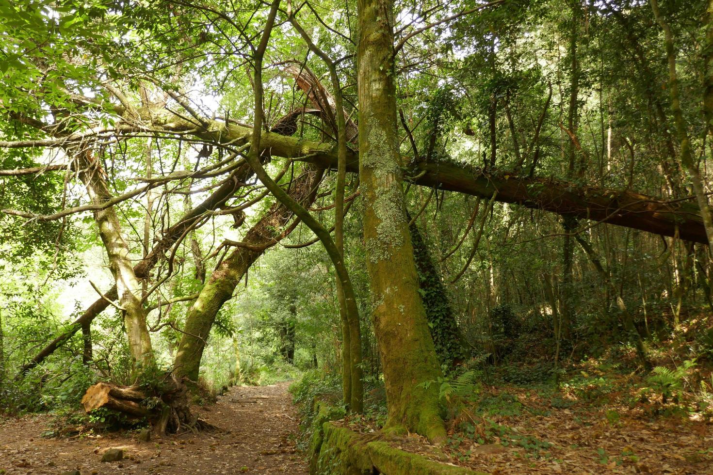 Pics of the Enchanted Wood in Cangas, Pontevedra photo