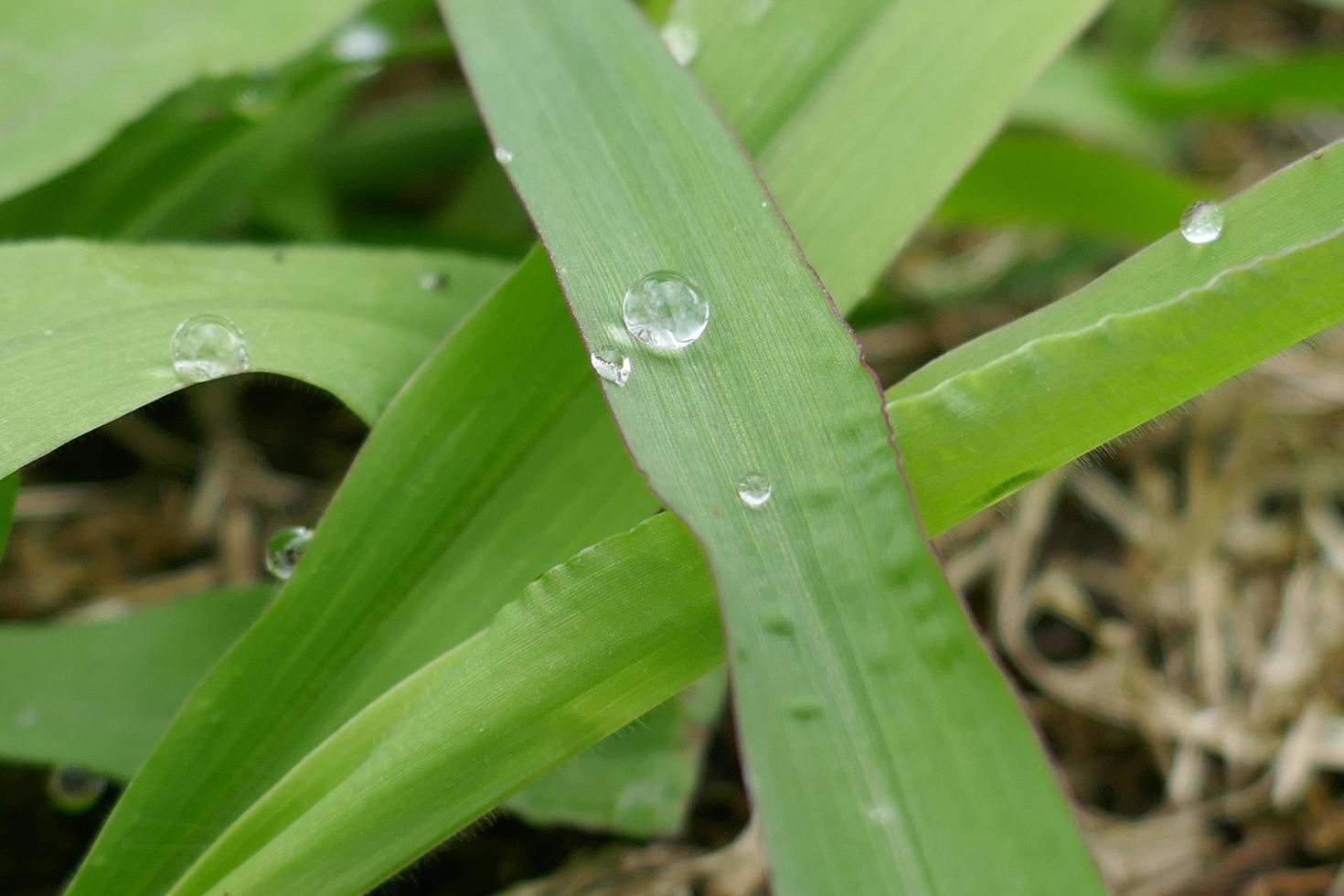 Raindrops on Green Grass Leaves photo