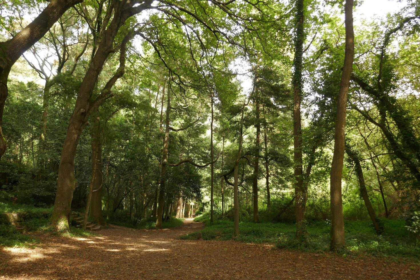 Wooded Area Stock Photos Images and Backgrounds for Free Download