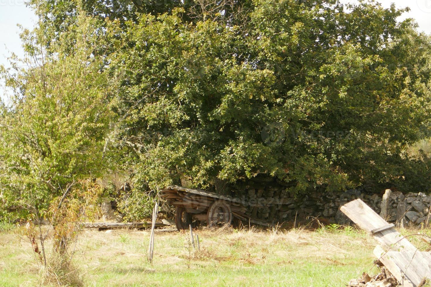 viejo carro de madera bajo el árbol foto