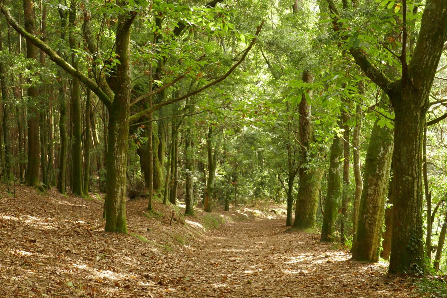 fotos del bosque encantado en cangas, pontevedra