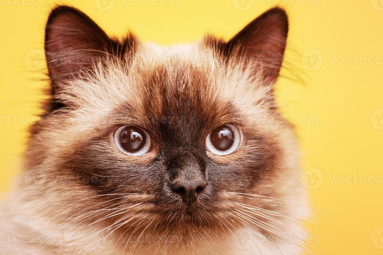 Beautiful fluffy cat on a yellow background. The young cat is purebred. photo