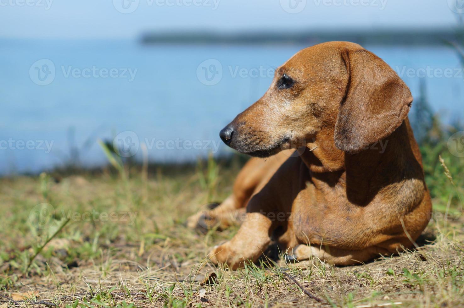 Redhaired dachshund closeup photo