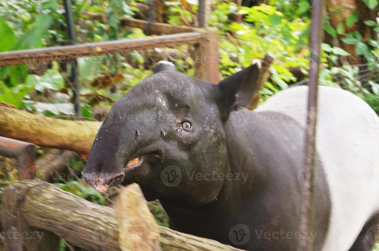 Photo of A CUTE TAPIR