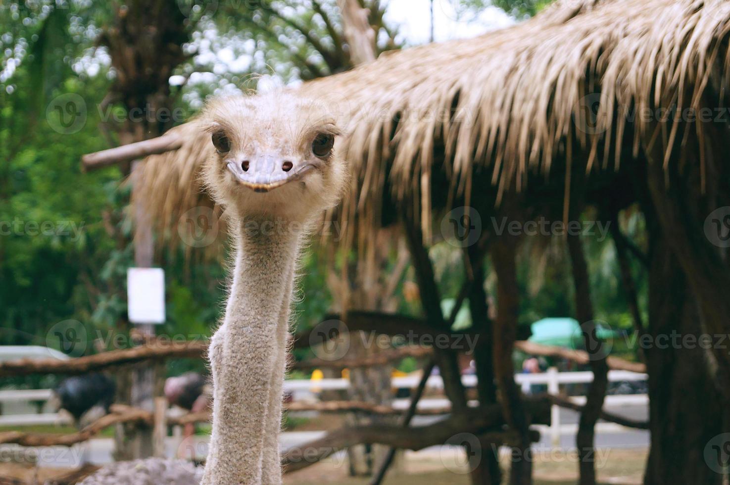 Closeup photo of an ostrich