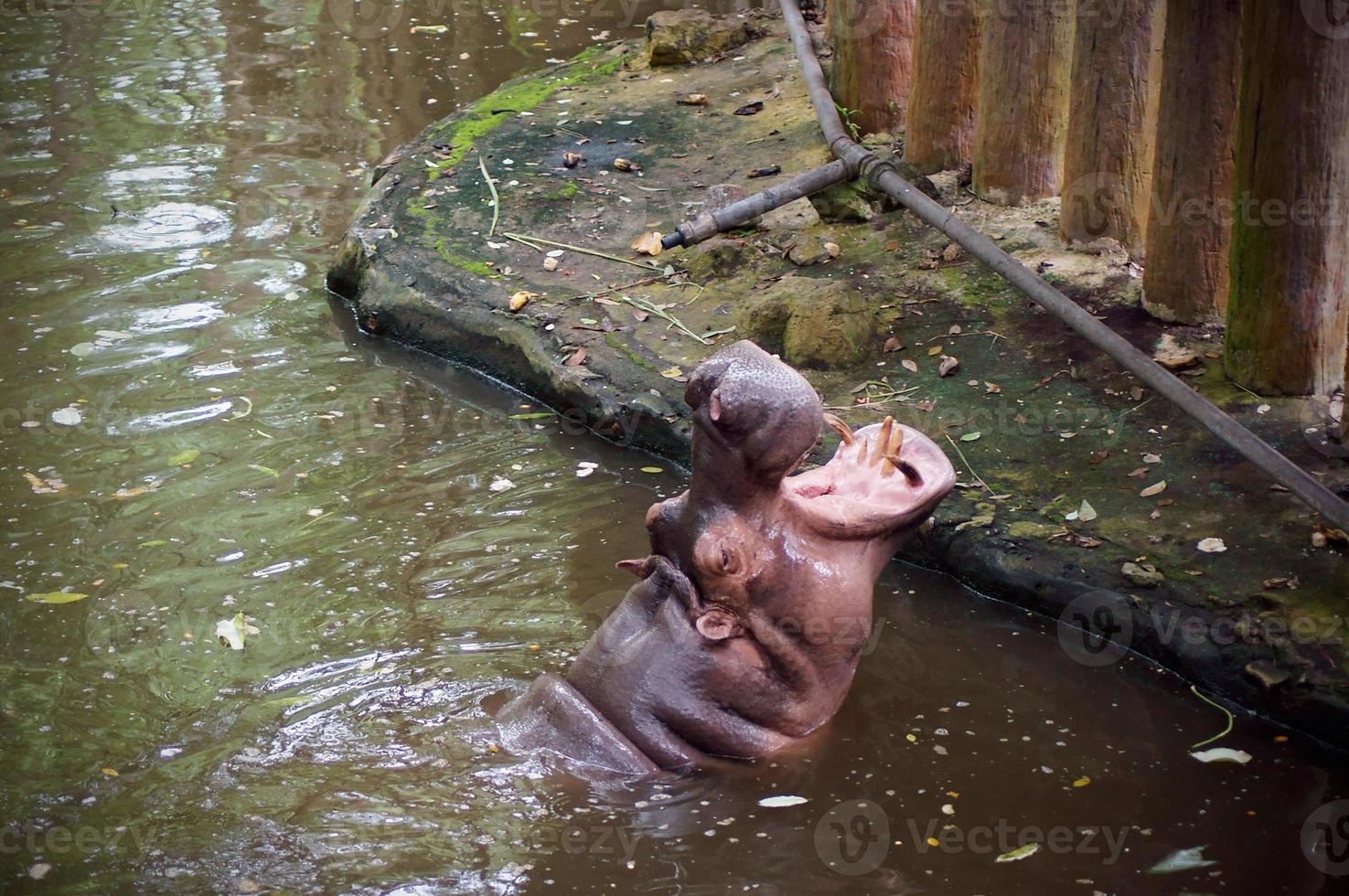 A closeup photo of a hippo