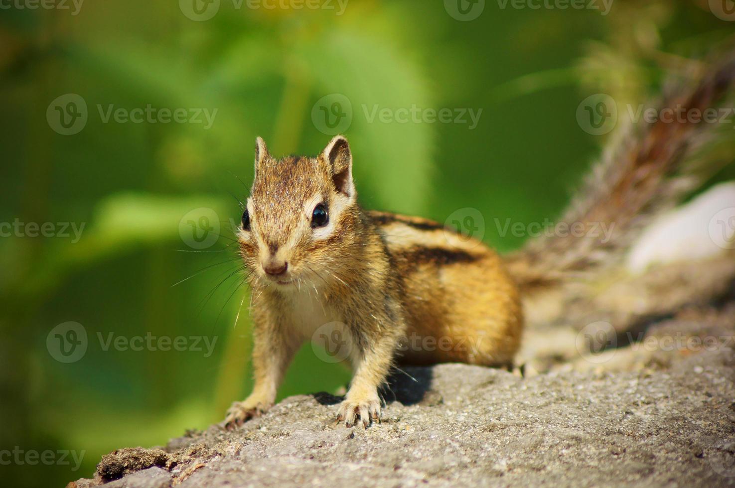 Chipmunk closeup high quality photo