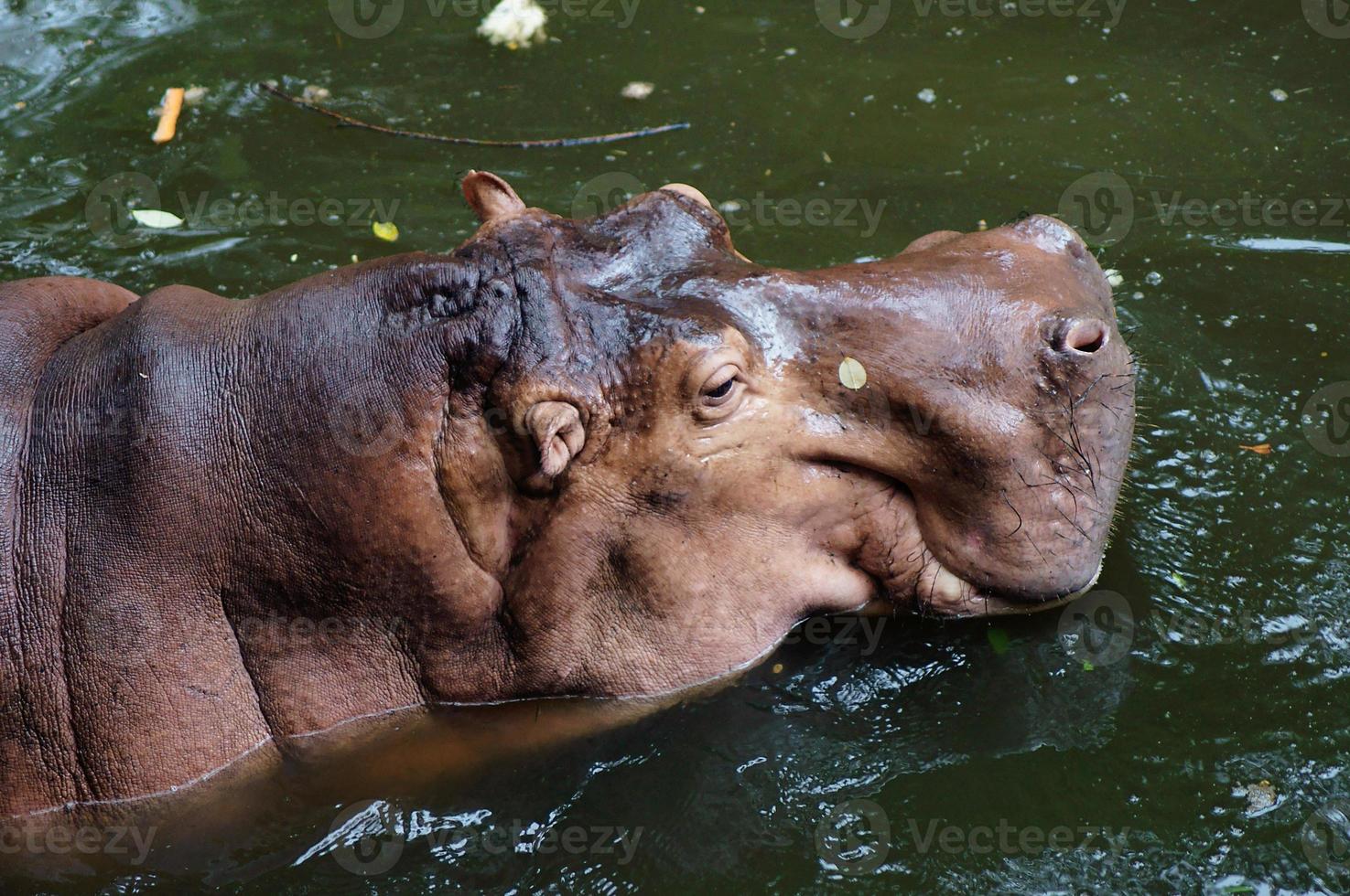 A closeup photo of a hippo