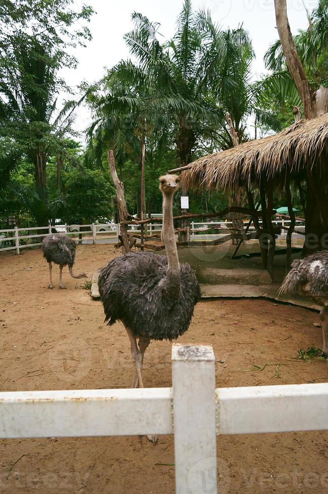 Closeup photo of an ostrich