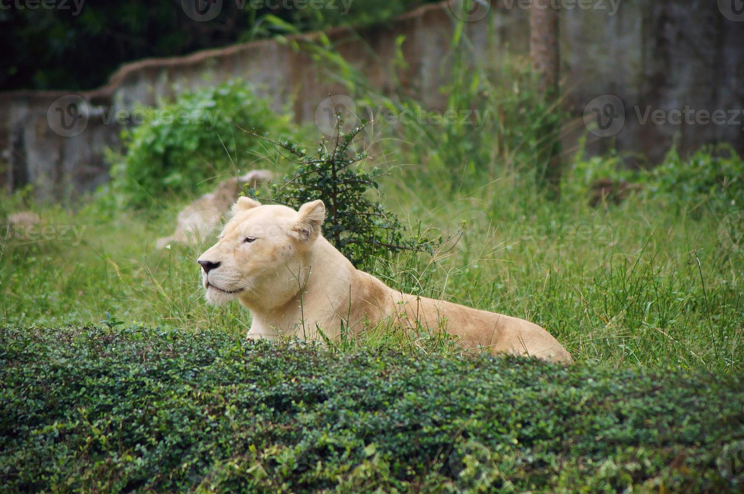 Lioness in the green park photo