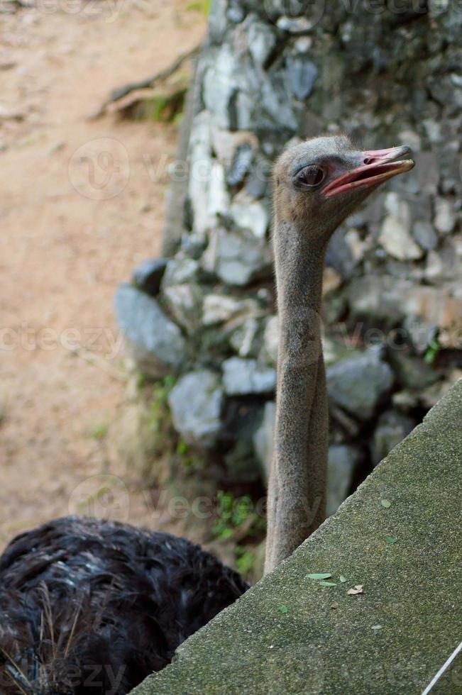 Closeup photo of an ostrich