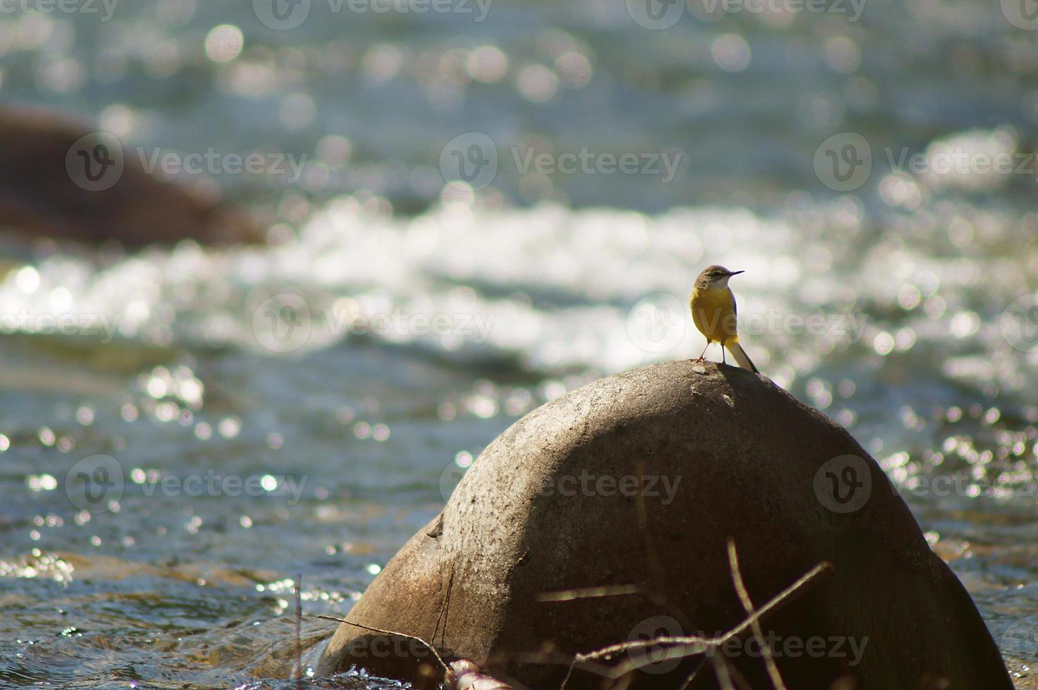 A bird on a stone on a landscape background photo