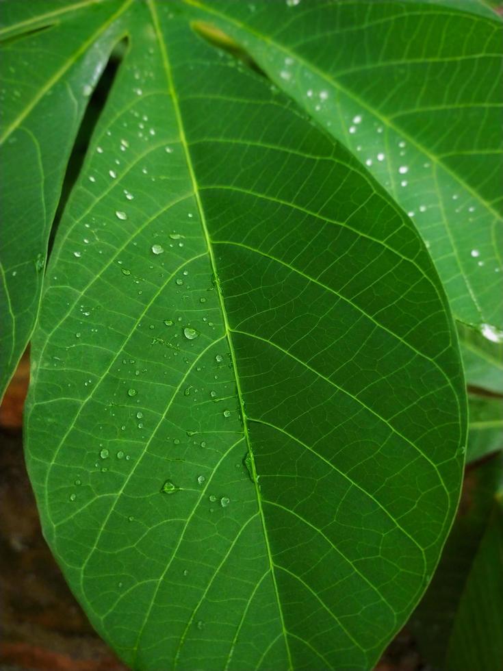 portrait of cassava plant with smartphone camera, showing the rainy season in the tropics, the cuticle on the leaves and water drops on the leaves. photo