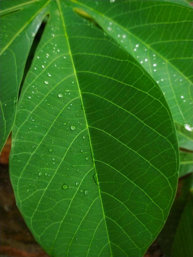 retrato de la planta de mandioca con cámara de teléfono inteligente, que muestra la temporada de lluvias en los trópicos, la cutícula en las hojas y las gotas de agua en las hojas. foto