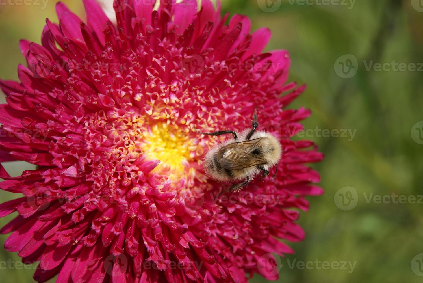 Beautiful garden flower with bee Selective focus High quality photo