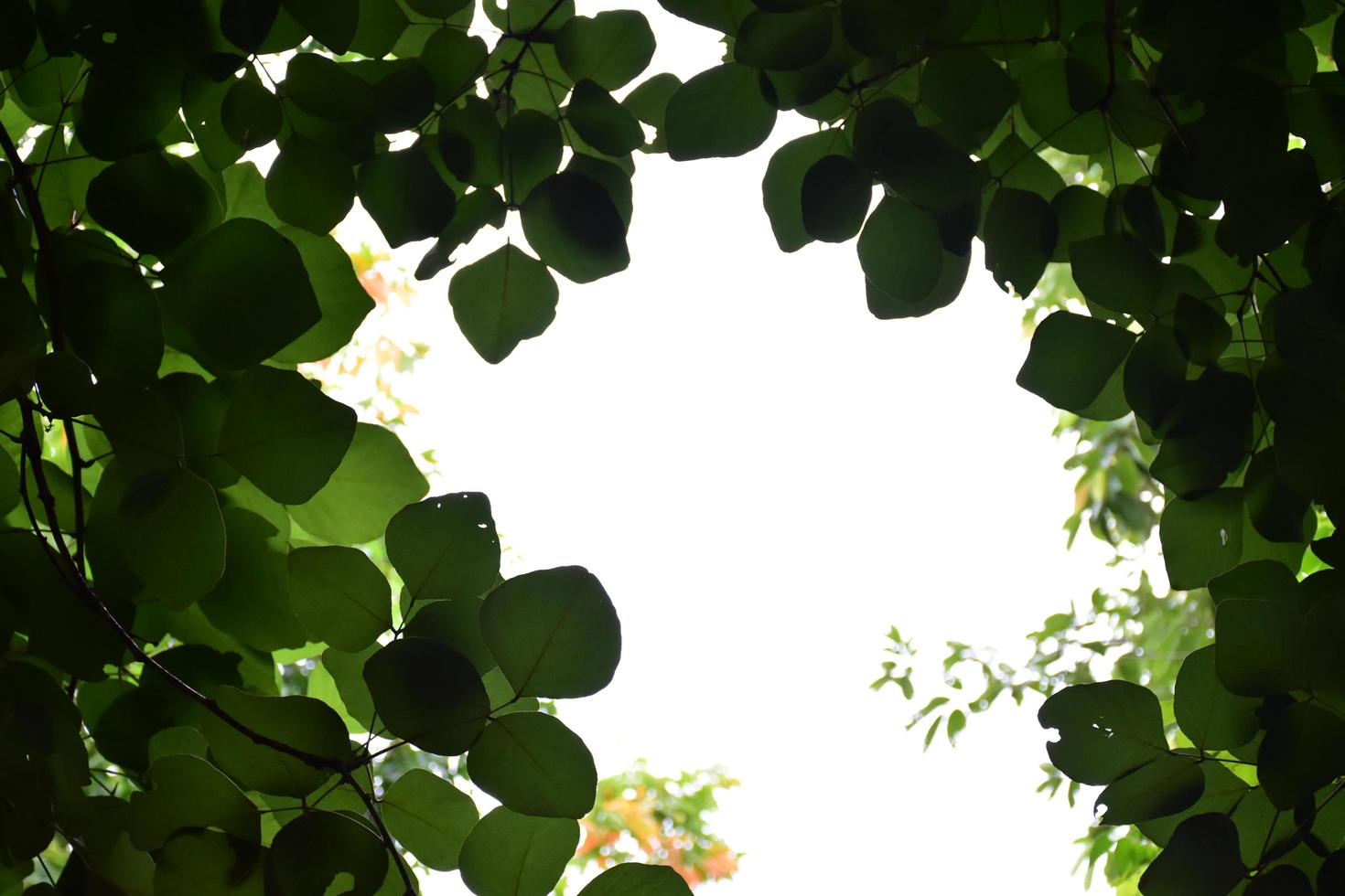 natural leaves branches and trees background. photo