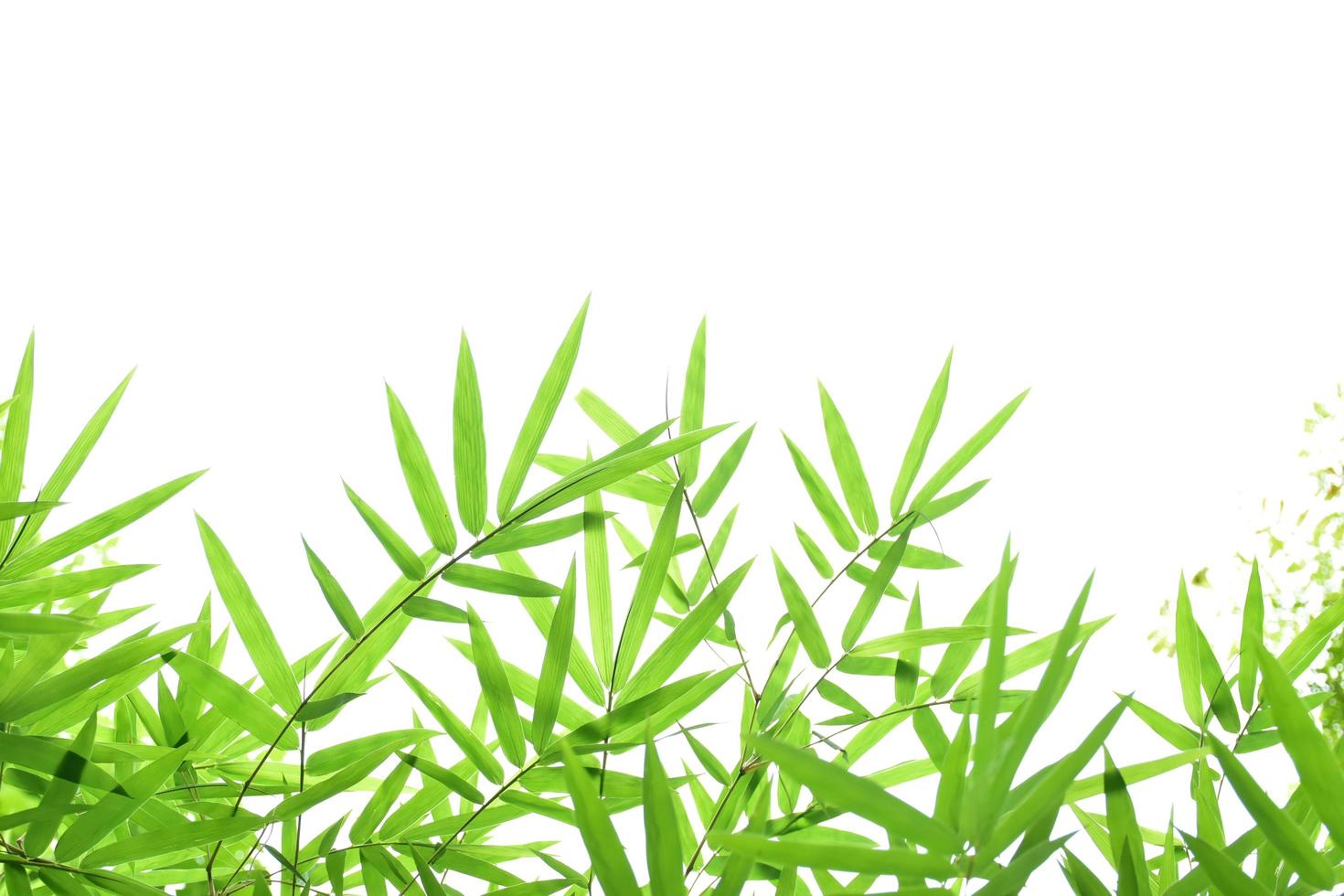 Fresh and grenn bamboo leaves background photo