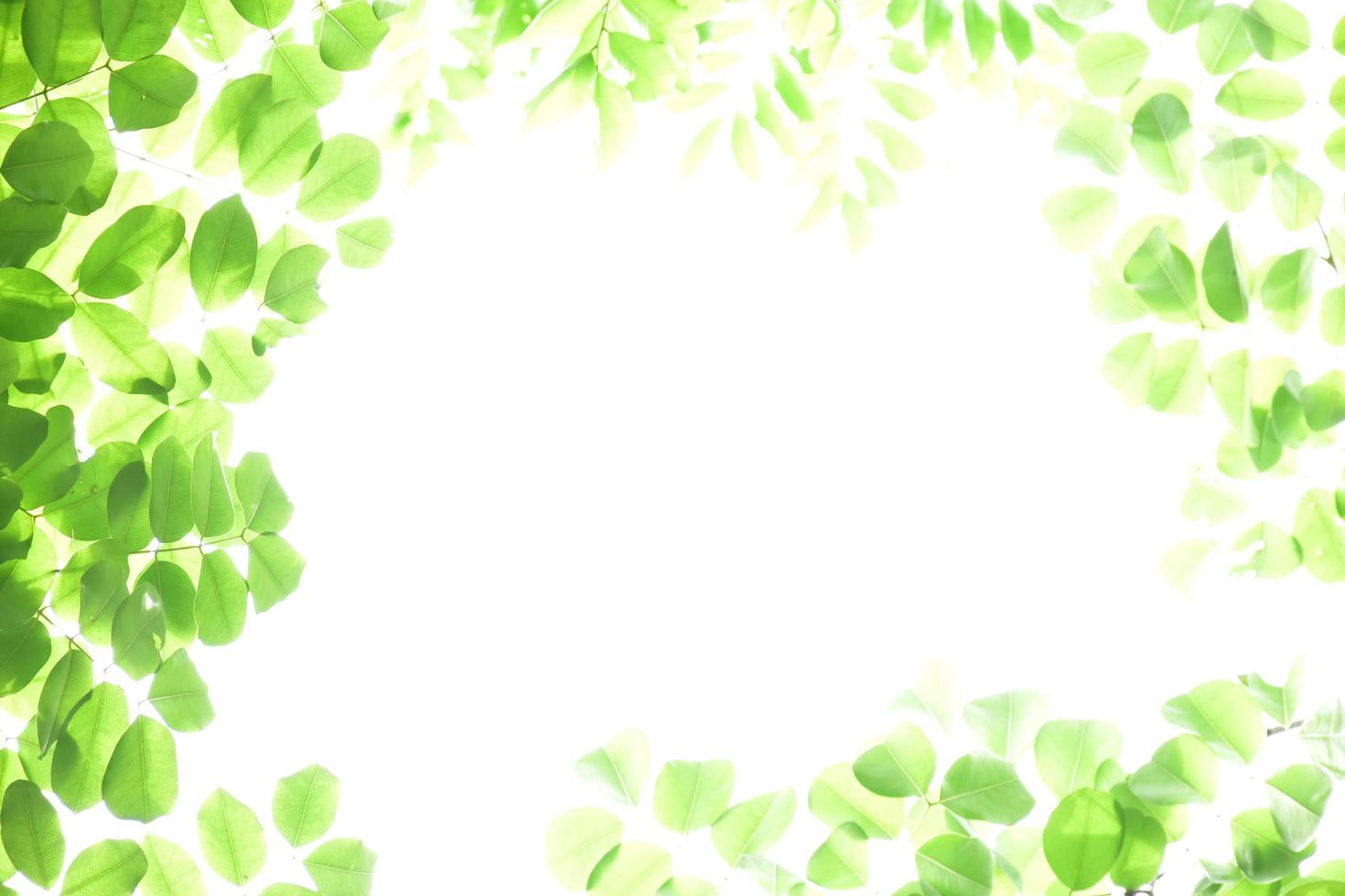 Fresh and grenn bamboo leaves background photo