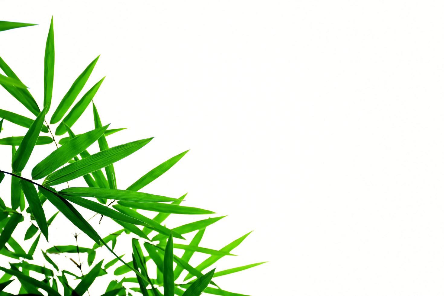 Fresh and grenn bamboo leaves background photo