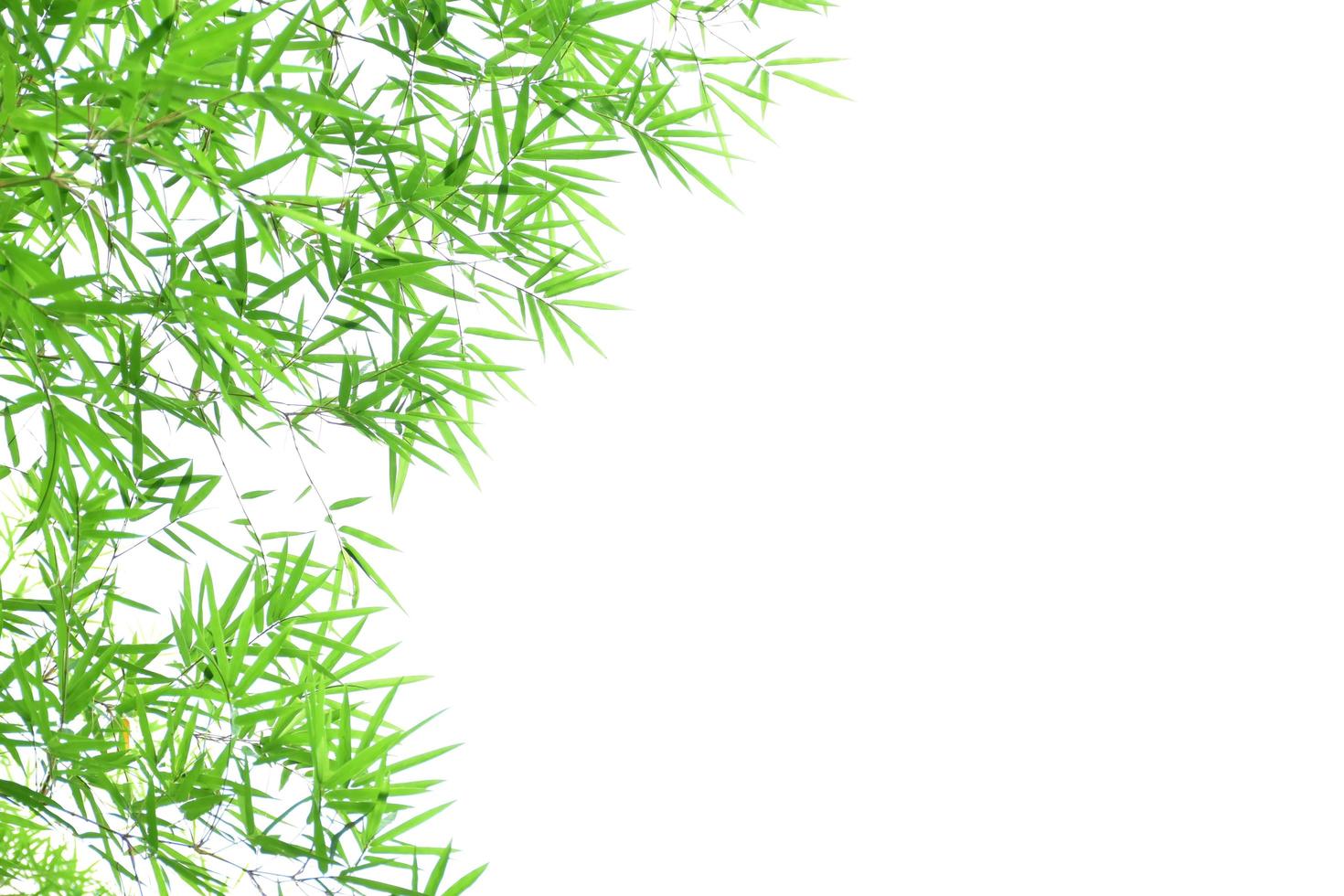 Fresh and grenn bamboo leaves background photo