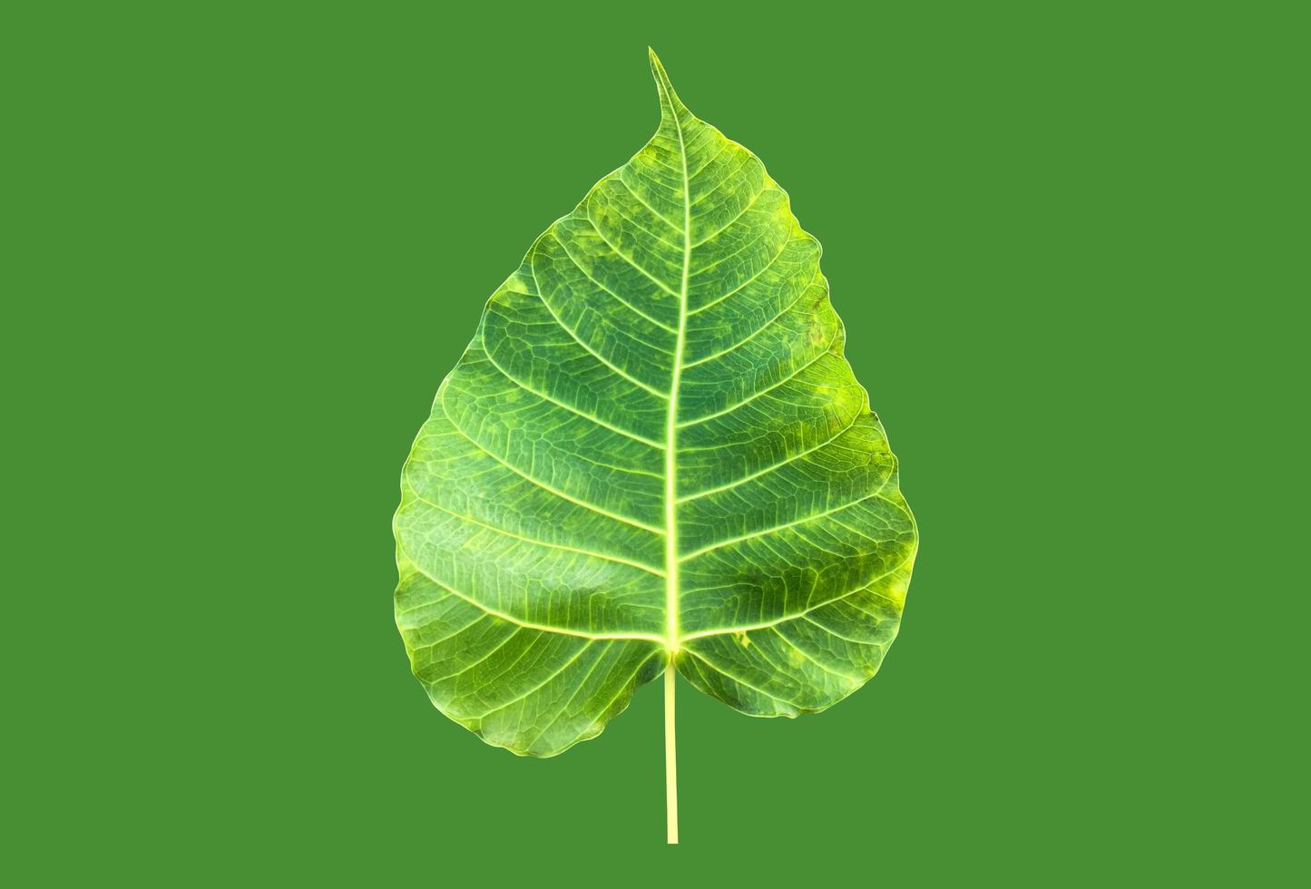 Isolated ficus religiosa leaf with clipping paths. photo