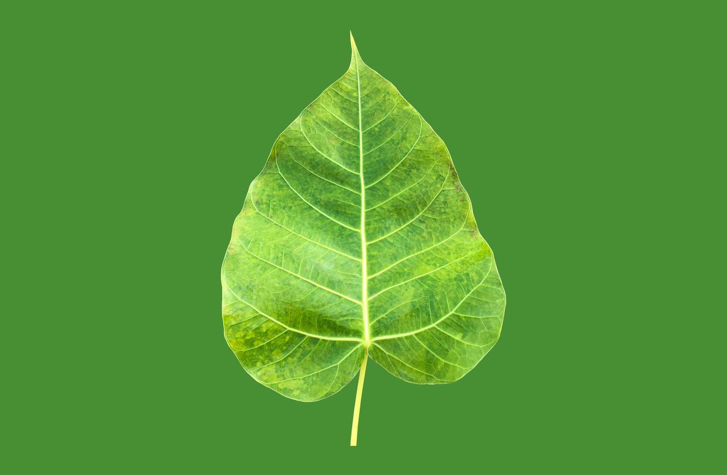 Isolated ficus religiosa leaf with clipping paths. photo
