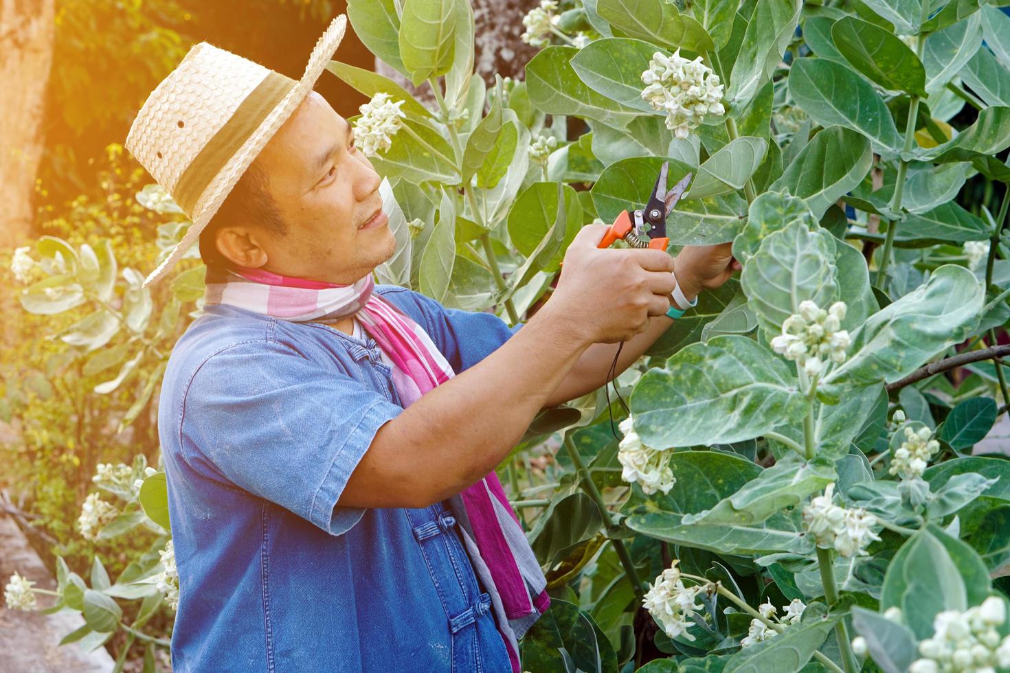 un hombre asiático de mediana edad está usando tijeras de podar para cortar y cuidar el arbusto y el ficus en su área de origen, enfoque suave y selectivo, concepto de actividad de tiempo libre. foto