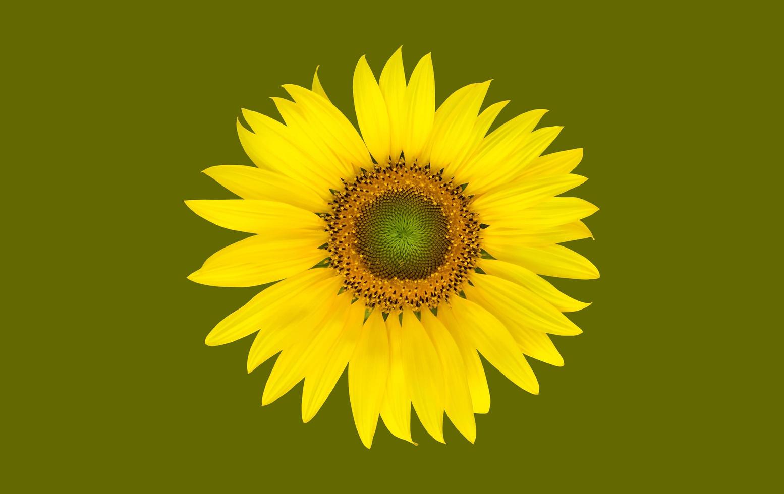 Isolated single sunflower with clipping paths. photo
