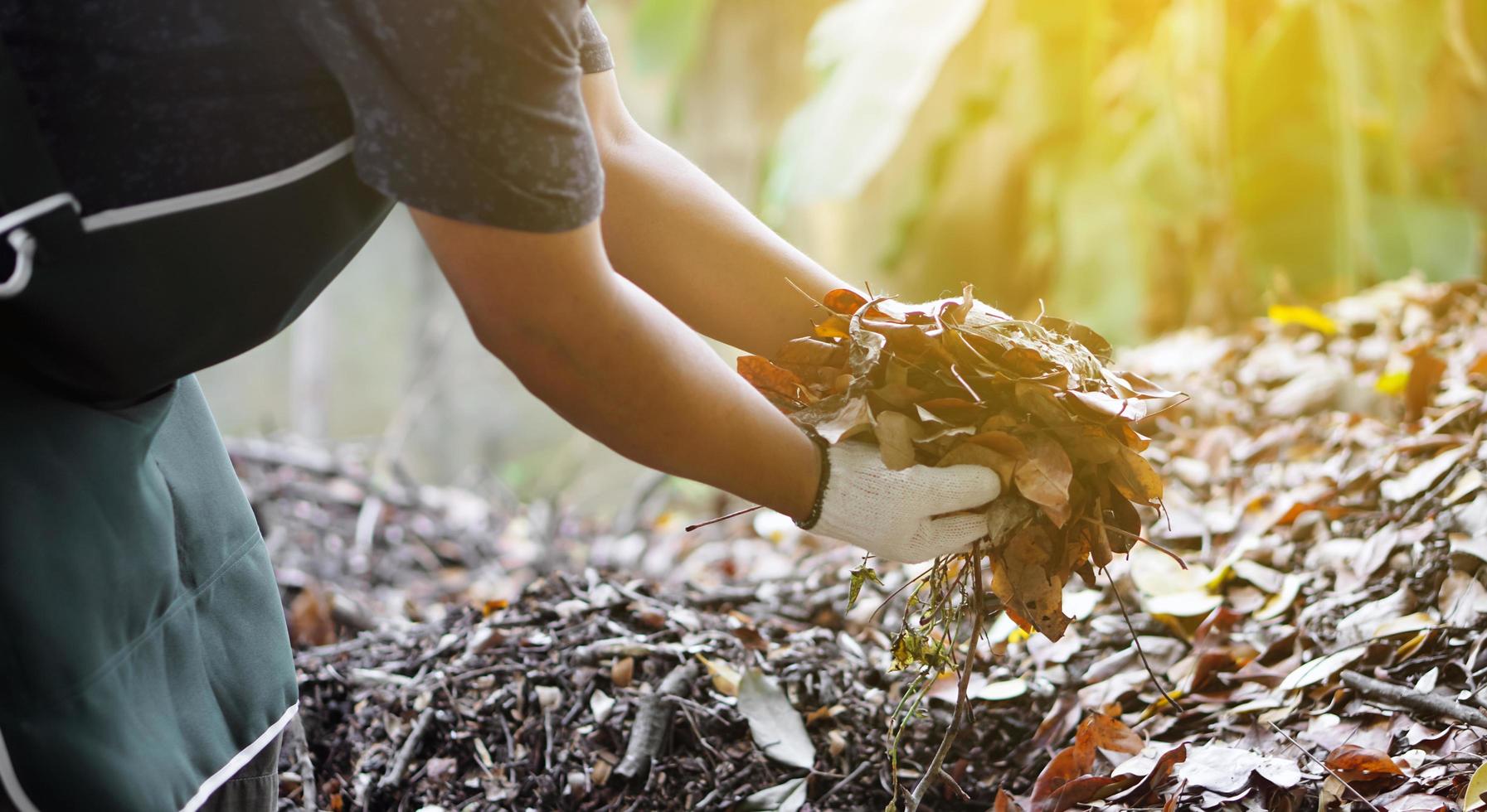 Closeup view of asian male doing the compost from rotten and dry leaves which fell down under the trees in the backyard of his house, soft and selective focus. photo