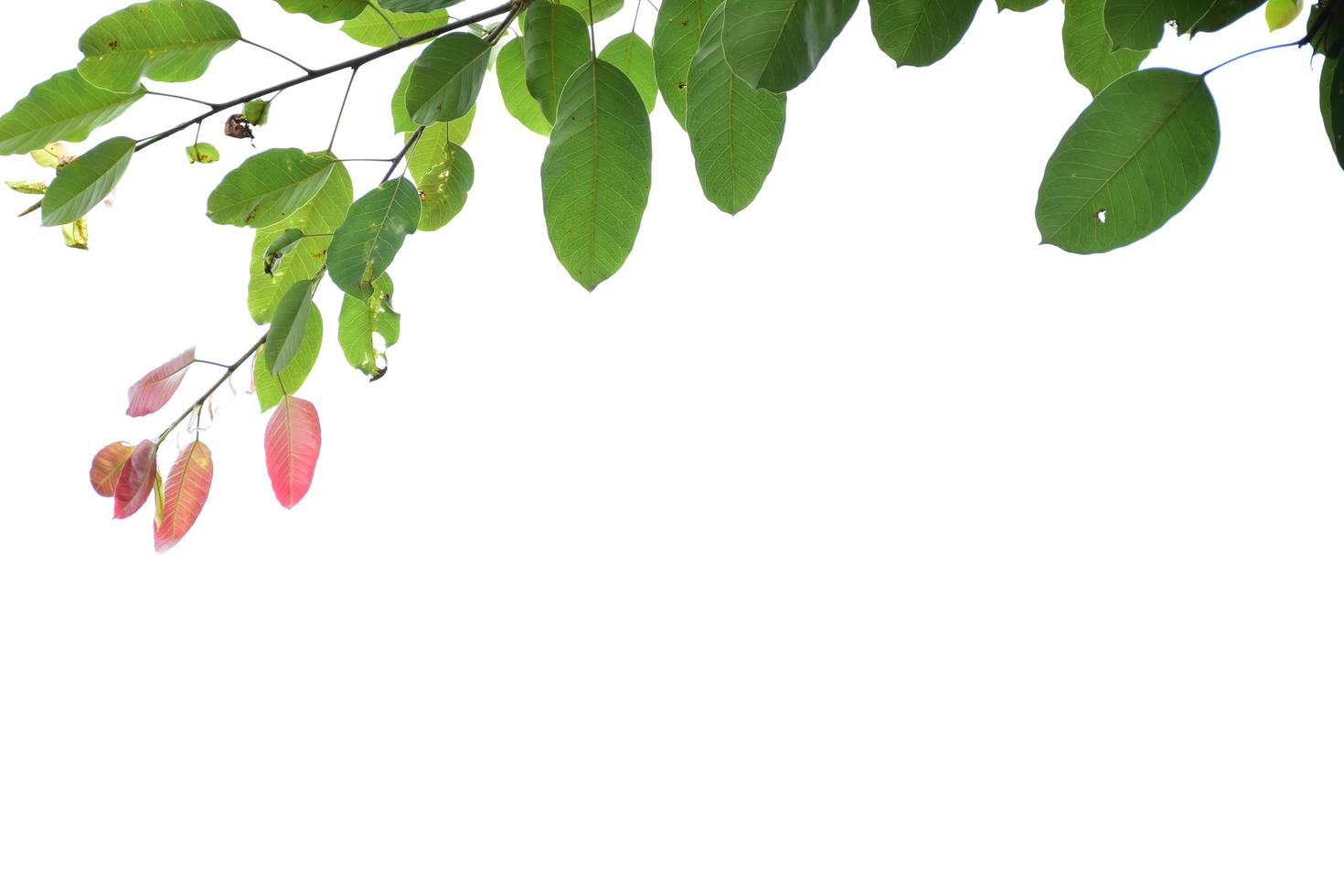 fondo de ramas y árboles de hojas naturales. foto