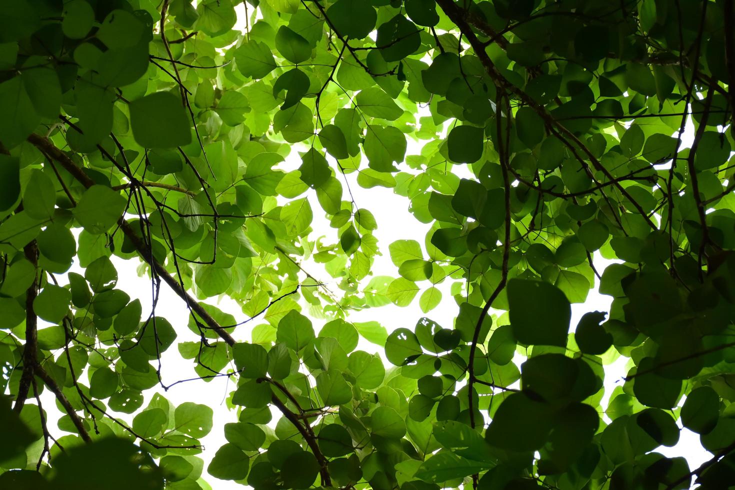 natural leaves branches and trees background. photo