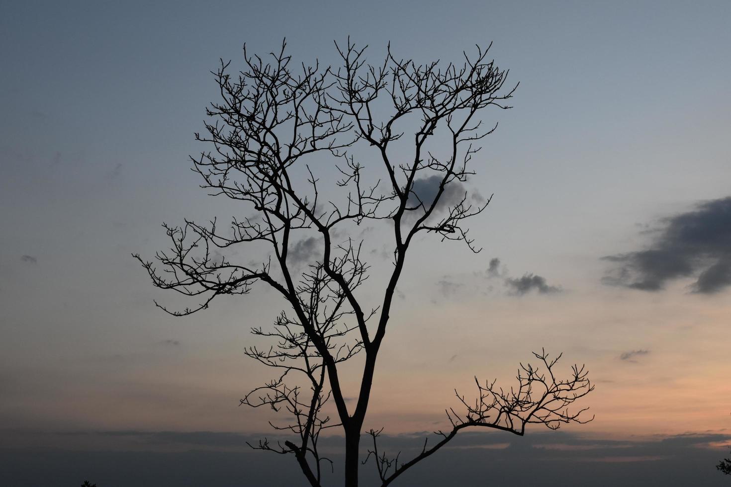 Dry trees against a mountain backdrop in the morning of the day. photo