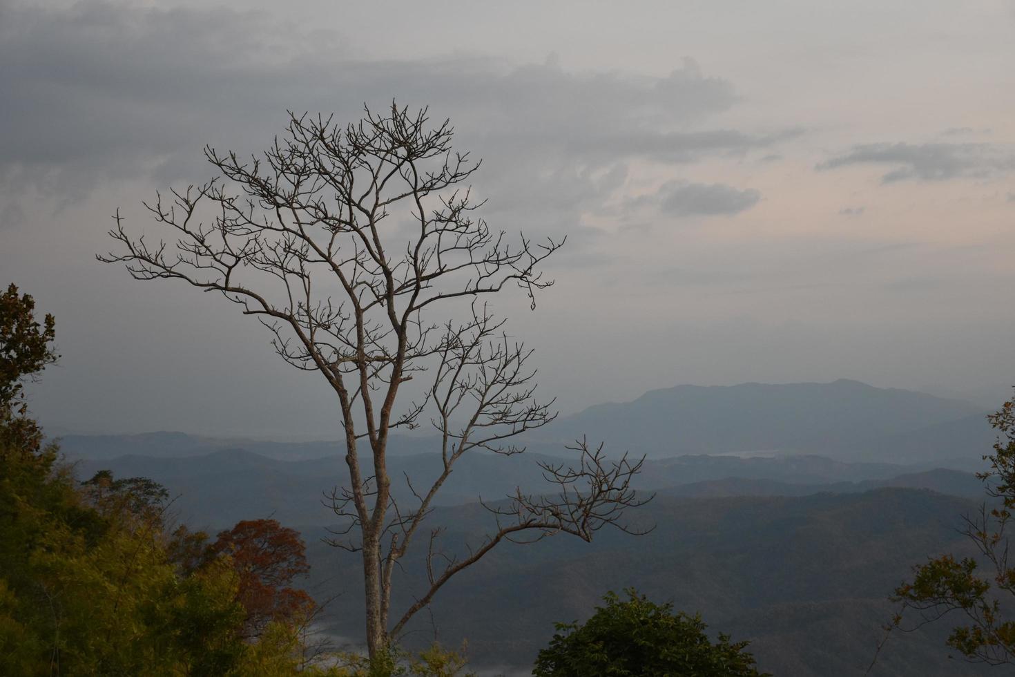 Dry trees against a mountain backdrop in the morning of the day. photo