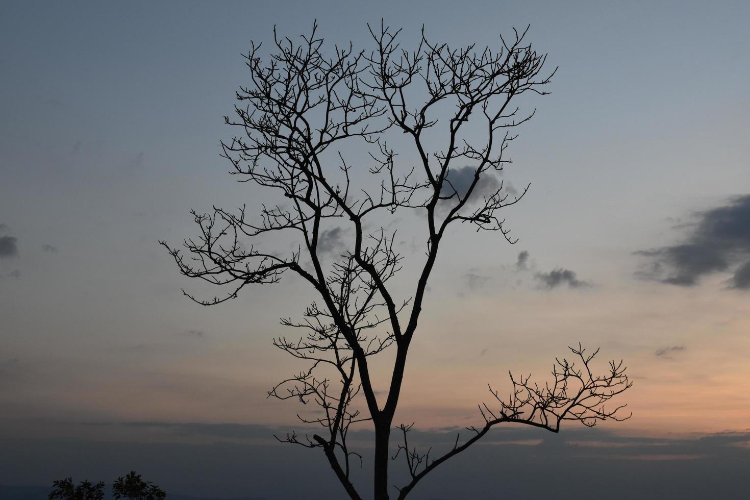 Dry trees against a mountain backdrop in the morning of the day. photo