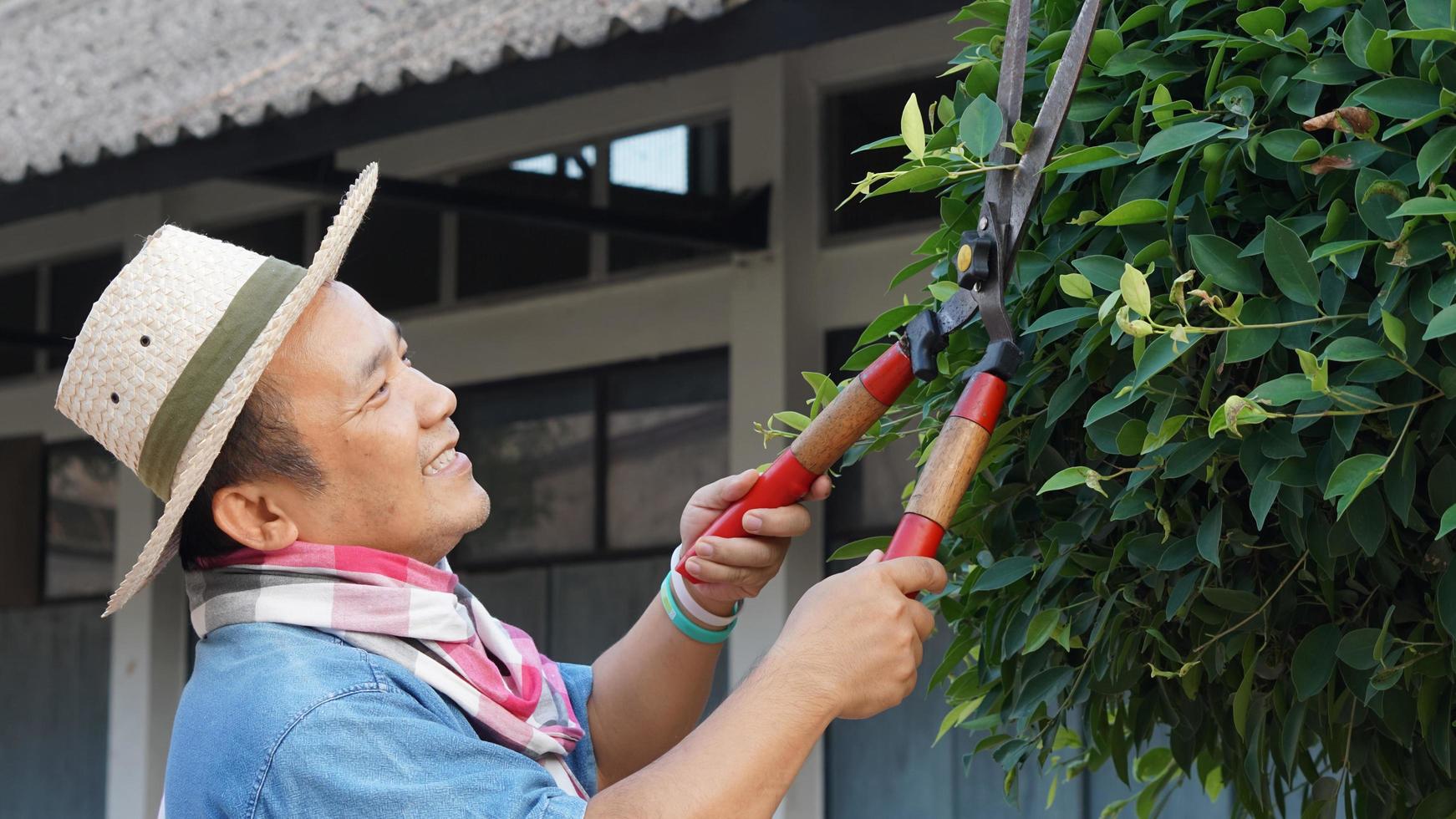 un hombre asiático de mediana edad está usando tijeras de podar para cortar y cuidar el arbusto y el ficus en su área de origen, enfoque suave y selectivo, concepto de actividad de tiempo libre. foto