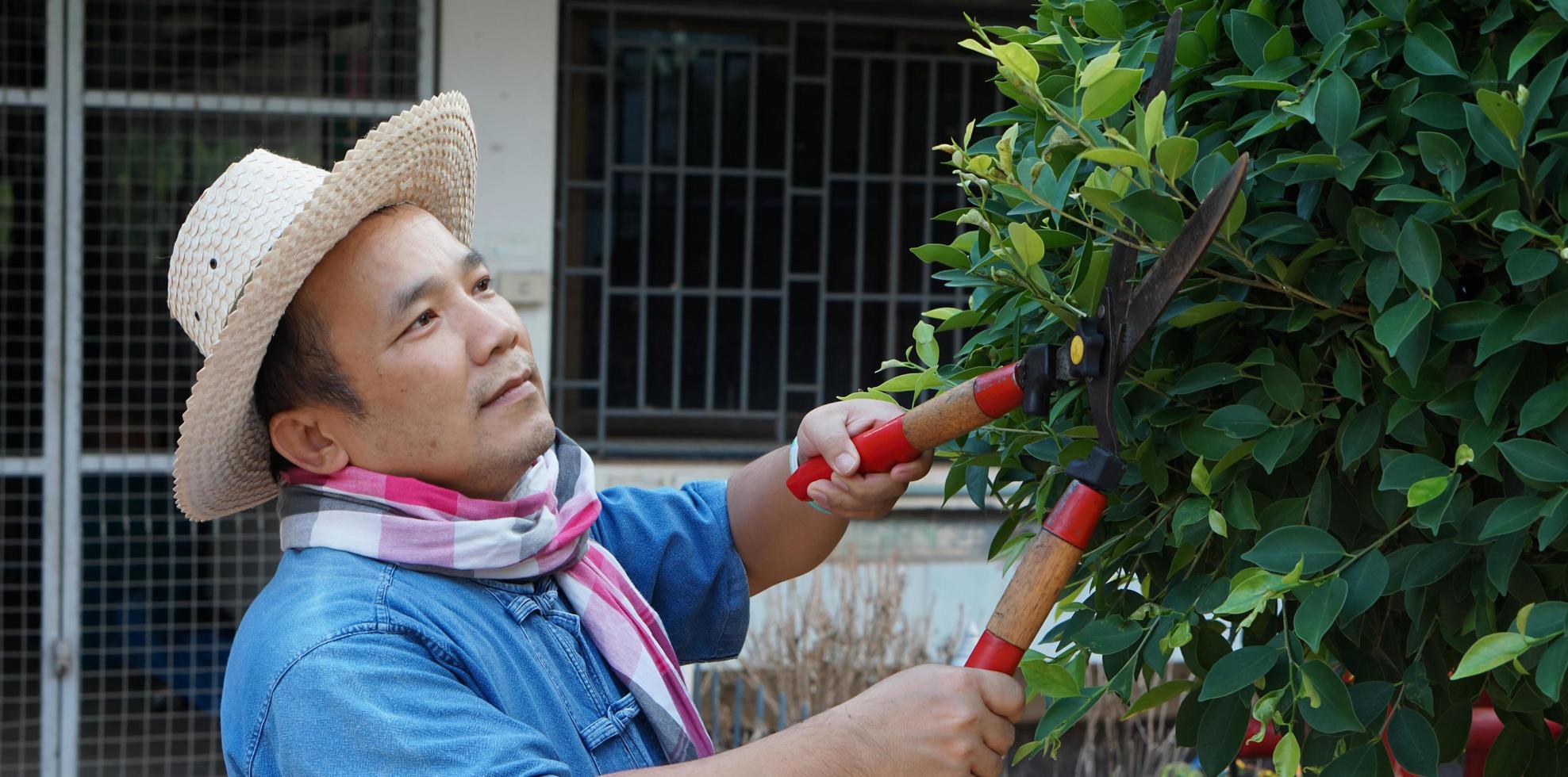 un hombre asiático de mediana edad está usando tijeras de podar para cortar y cuidar el arbusto y el ficus en su área de origen, enfoque suave y selectivo, concepto de actividad de tiempo libre. foto