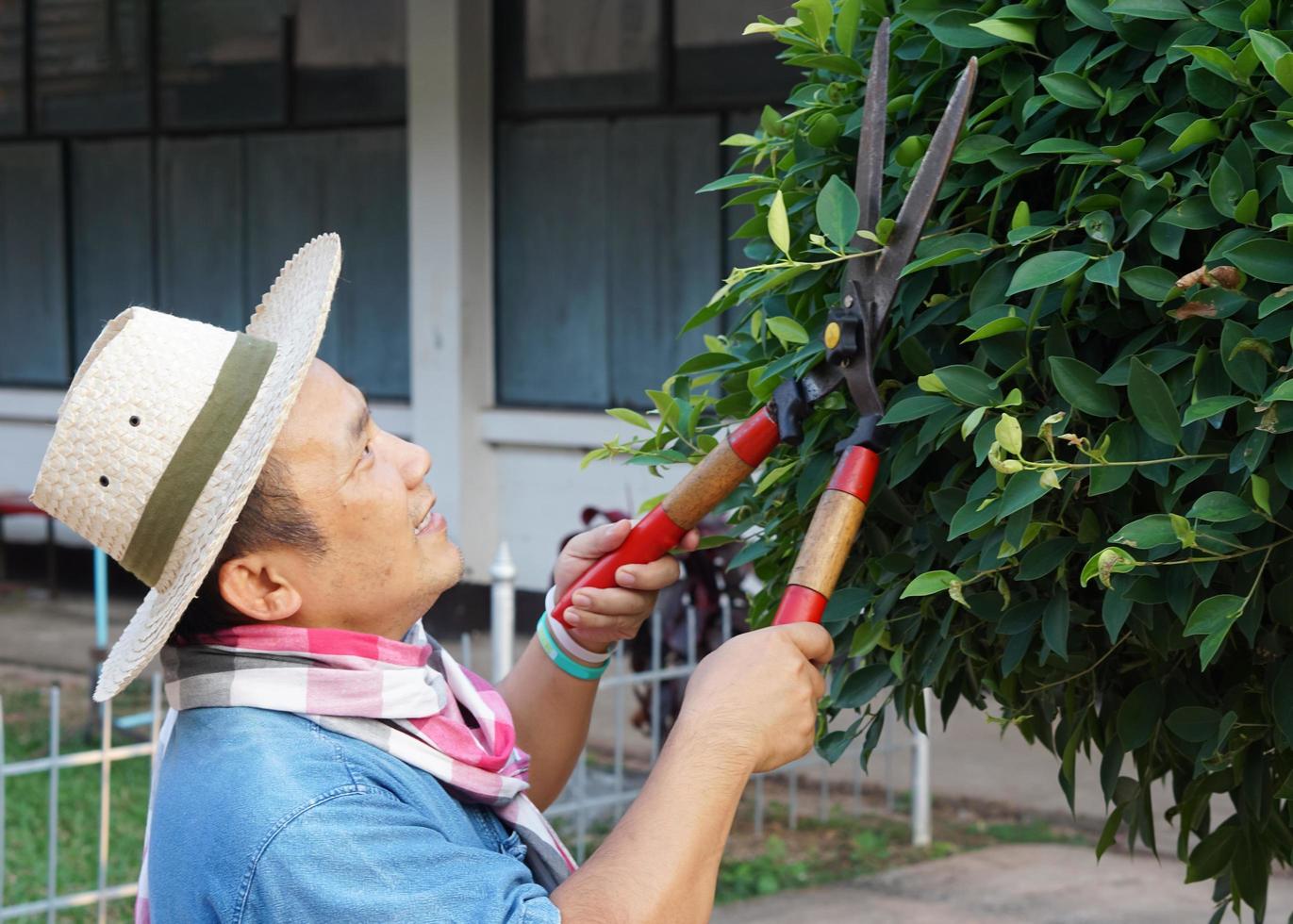 un hombre asiático de mediana edad está usando tijeras de podar para cortar y cuidar el arbusto y el ficus en su área de origen, enfoque suave y selectivo, concepto de actividad de tiempo libre. foto