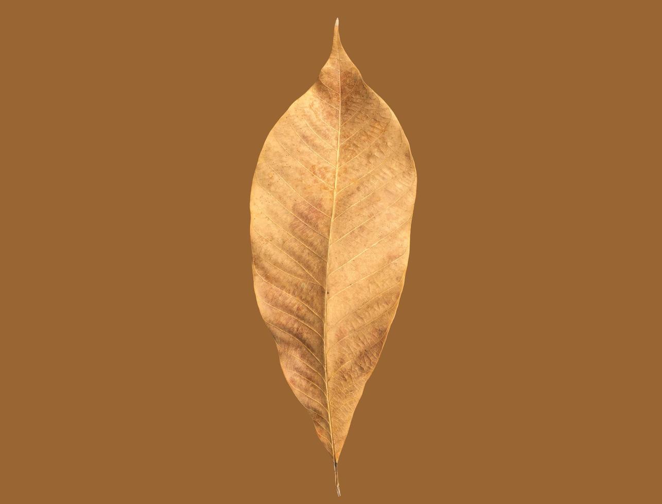 Isolated hevea brasiliensis or rubber leaf with clipping paths. photo