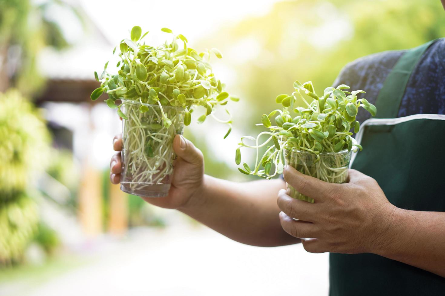 Sunflower sprout in transparent plastic cups holding in hands of asian middle aged male, soft and selective focus on sunflower sprout, concept for gardening and relaxing at home. photo